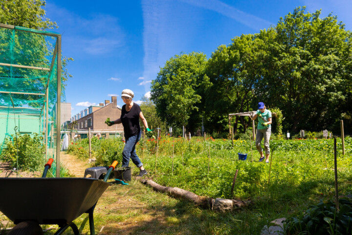 Foto Buurttuin Overvecht door Juri Hiensch
